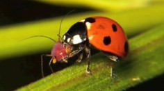 Pred zimou sa vo svete hmyzu rozpútal tvrdý boj o potravu