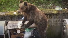 Medveďa bude môcť zastreliť aj policajt. Ochranári tvrdia, že to môže viesť k nebezpečným situáciám