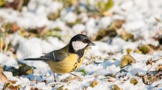 Aprílové počasie v máji. Po víkende môže snežiť aj v nižších polohách