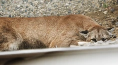 Puma sa vybrala nakupovať. Zákazníci zostali v šoku!