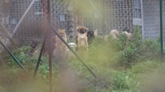 Kontrola zistila vážne nedostatky v slovenskej firme, ktorá do zahraničia vyváža tisícky šteniat