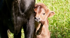 Teliatko sa narodilo s piatou nohou na hlave, ponúkali ho aj v aukcii