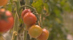 Zákazníci sa určite potešia. Na pulty sa vracajú slovenské cherry paradajky