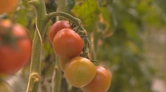 Zákazníci sa určite potešia. Na pulty sa vracajú slovenské cherry paradajky
