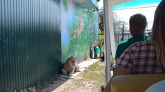 Lev vliezol do autobusu s turistami a vyhnal z neho majiteľa safari parku