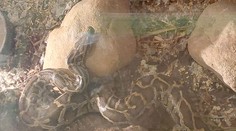 Muž volal na tiesňovú linku, že ho škrtí obrovský had. Privolaní hasiči prišli v poslednej chvíli