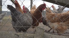 Na Slovensku potvrdili vírus vtáčej chrípky. Dve ohniská sú od seba vzdialené stovky kilometrov