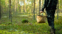 FOTO: Sezóna húb graduje. Odborník upozorňuje na nenápadného zabijaka