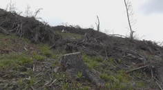 Štátne lesy čelia kritike. Lesník poukázal na problém, pohrozili mu výpoveďou