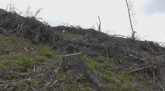 Štátne lesy čelia kritike. Lesník poukázal na problém, pohrozili mu výpoveďou