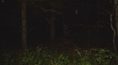 Odvážil sa vstúpiť do slovenského lesa, kde miznú ľudia. Žena, ktorá tam žije, vydala varovanie