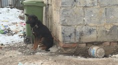 Žiaden pes na reťazi: Veterinári udeľovali pokuty aj odoberali psy