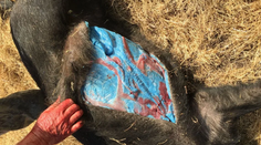 Bizarný objav v Kalifornii zalarmoval úrady. Za jasne modrou farbou mäsa diviakov sa skrýva vážny problém