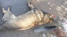 Muž na vychádzke so psom zastrelil voľne sa pohybujúceho ovčiaka