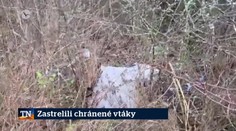 Zastrelili chránené vtáky