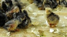 V okrese Prešov potvrdili vtáčiu chrípku, zisťovali sme či hrozí hromadné hubenie hydiny