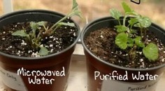 Pokus s mikrovlnkou a rastlinou. Výsledok vás prekvapí