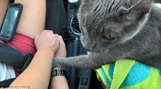 Kocúrik sa držal za ruky so svojimi majiteľmi počas poslednej cesty k veterinárovi