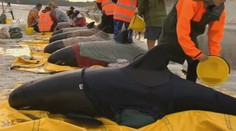 Šťastie v nešťastí. Ďalšie uväznené veľryby sa podarilo zachrániť