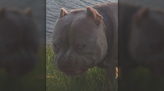 Tri psy, ktoré dohrýzli bežkyňu na juhu Slovenska, neútočili prvýkrát. Majiteľ ich dal utratiť