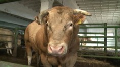 Z nakladania dobytka boj o život. Býk napichol staršieho muža