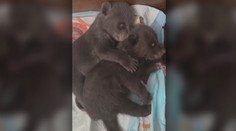 Mláďatám zastrelenej medvedice sa mimoriadne darí. Bojnická zoo priniesla dve zásadné novinky