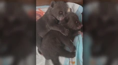 Mláďatám zastrelenej medvedice sa mimoriadne darí. Bojnická zoo priniesla dve zásadné novinky