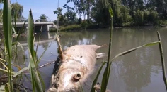 Internetom sa šíri video uhynutých rýb v Malom Dunaji, z vody sa vraj šíri smrad