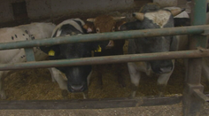 Navštívili sme farmu, kde potvrdili slintačku a krívačku. Utratiť budú musieť 700 zvierat