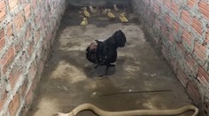 VIDEO: Sliepka v snahe ochrániť kuriatka si trúfla na kobru. Takúto odvahu nemá každý