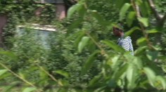 Nebolo to prvýkrát! Vlámal sa do domu a znásilnil 66-ročnú ženu