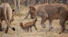Váži iba 15 kíl, rešpekt pred ním majú aj levy. Najagresívnejší tvor Afriky má odstrašujúci arzenál zbraní