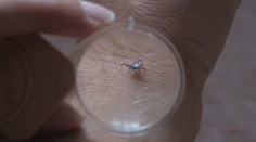 Kliešte už zrejme budeme mať celoročne. Na jedno z ochorení, ktoré prenášajú, sa však pripravuje vakcína