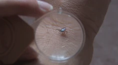 Kliešte už zrejme budeme mať celoročne. Na jedno z ochorení, ktoré prenášajú, sa však pripravuje vakcína