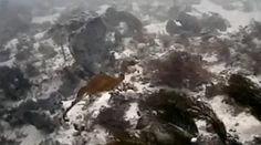 Vedci nafilmovali neznámeho živočícha. Doteraz ho naživo nikto nevidel