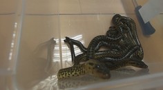 Podaril sa im chovateľský unikát. V košickej zoo prvýkrát rozmnožili anakondu paragvajskú