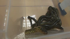 Podaril sa im chovateľský unikát. V košickej zoo prvýkrát rozmnožili anakondu paragvajskú