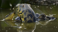 FOTO: Súboj anakondy s kajmanom či víriaci sa húf žubrienok. Toto sú najlepšie snímky prírody za rok 2024
