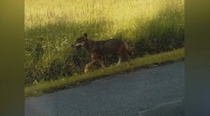 Vlk napadol dve deti. Útok sa stal v Poľsku, neďaleko slovenských hraníc