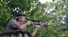 Kvôli africkému moru zastrelia všetky diviaky v najväčšej zvernici na východnom Slovensku