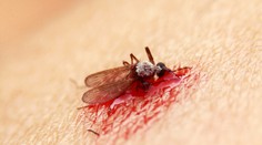 Prečo vás komáre štípu viac ako ostatných? Tu je odpoveď