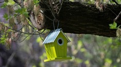 Ak budete za oknami počuť tento vtáčí spev, znamená to, že prichádza jar