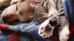 Téma domáci miláčikovia na dedine vs. v mestách vyvolala diskusiu