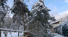 Košická zoo ostáva zatvorená. Sneh tam vyvrátil vyše 200 stromov