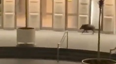 Pred budovou SND pobehoval diviak, bol dezorientovaný