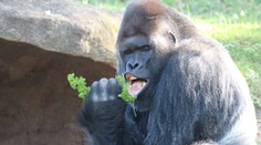 Elvis žije a poriadne pribral. Fotografia gorilieho samca z pražskej ZOO sa stala virálnym hitom