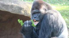 Elvis žije a poriadne pribral. Fotografia gorilieho samca z pražskej ZOO sa stala virálnym hitom