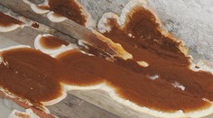 Bojnický zámok napadla škodlivá huba. Veria však, že vďaka nej nájdu vzácne objavy