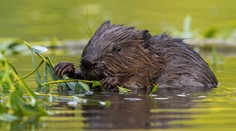 Z rybačky sa už domov nevrátil. Muž zomrel kvôli bobrom