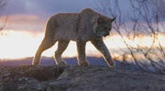 V národnom parku niekto zastrelil rysa. Najvzácnejšiu veľkú šelmu našli neďaleko posedu